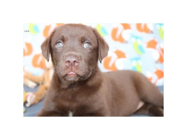 Labrador Retriever DOG Female chlt 5035 Petland Montgomery, Alabama