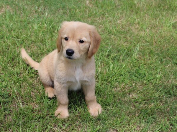 Golden Retriever DOG Female Golden 5041 Petland Montgomery, Alabama