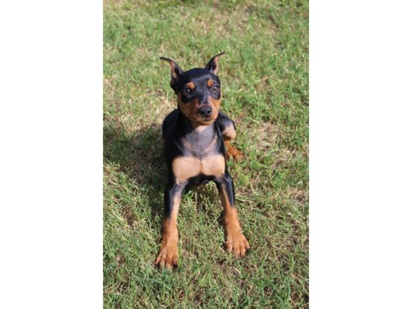 Miniature Pinscher DOG Male Blue / Rust 5036 Petland Montgomery, Alabama