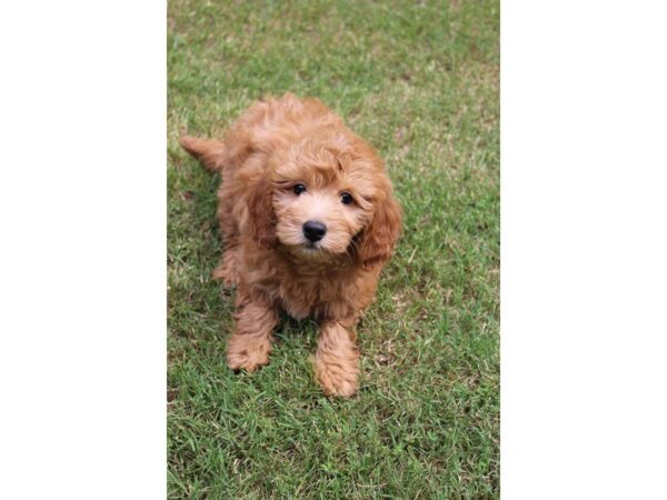 Goldendoodle Mini-DOG-Female-Red-5038-Petland Montgomery, Alabama