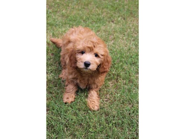 Goldendoodle Mini DOG Female Red 5038 Petland Montgomery, Alabama