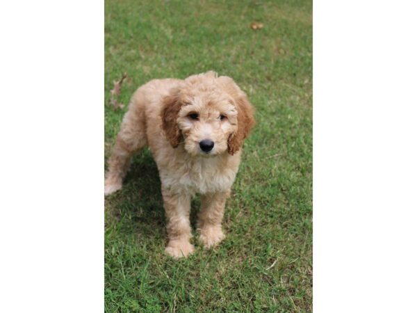 Goldendoodle Mini DOG Female Golden 5037 Petland Montgomery, Alabama