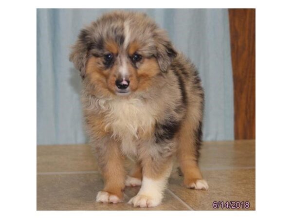 Miniature American Shepherd DOG Female Blue Merle 5048 Petland Montgomery, Alabama