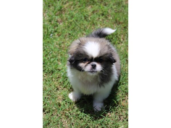 Pekingese DOG Male Fawn Sable 5049 Petland Montgomery, Alabama