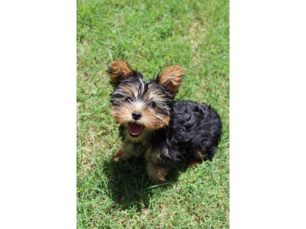 Yorkshire Terrier DOG Female Black / Tan 5051 Petland Montgomery, Alabama