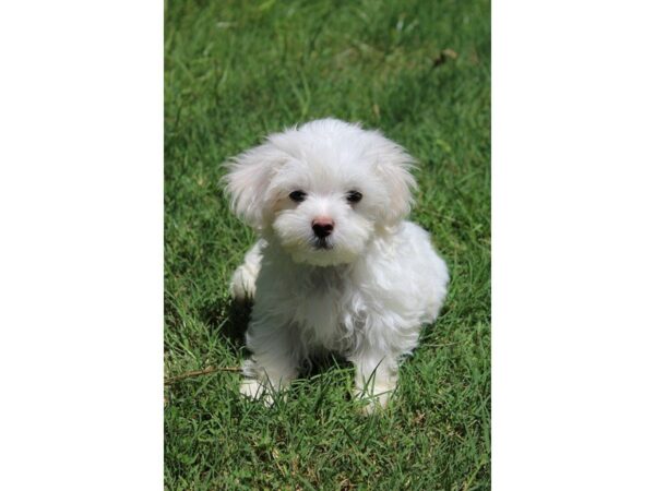 Maltese DOG Female White 5053 Petland Montgomery, Alabama