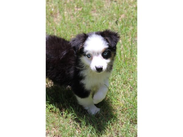 Miniature Australian Shepherd DOG Female Black 5050 Petland Montgomery, Alabama