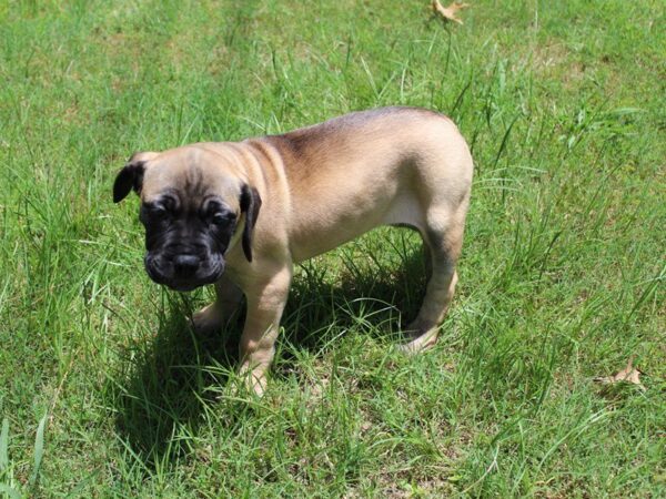 Bullmastiff DOG Female Red Fawn 5047 Petland Montgomery, Alabama