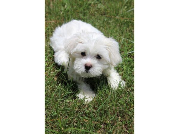 Maltese DOG Male White 5052 Petland Montgomery, Alabama