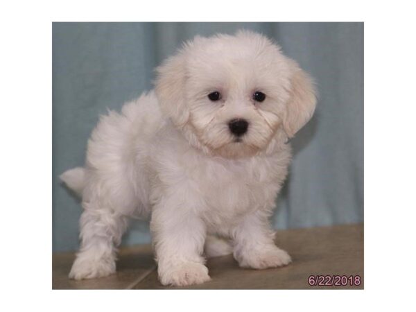 Coton De Tulear DOG Female White 5073 Petland Montgomery, Alabama