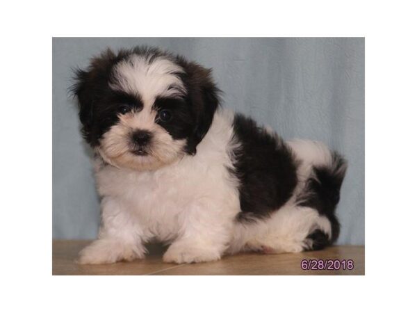 Shih Tzu DOG Male Brindle / White 5055 Petland Montgomery, Alabama