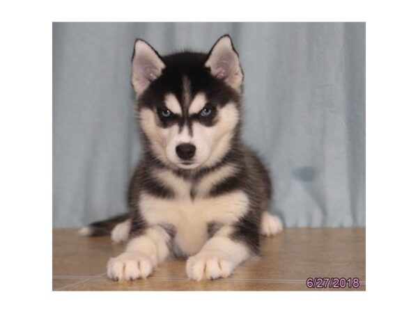 Siberian Husky DOG Female Black / White 5057 Petland Montgomery, Alabama