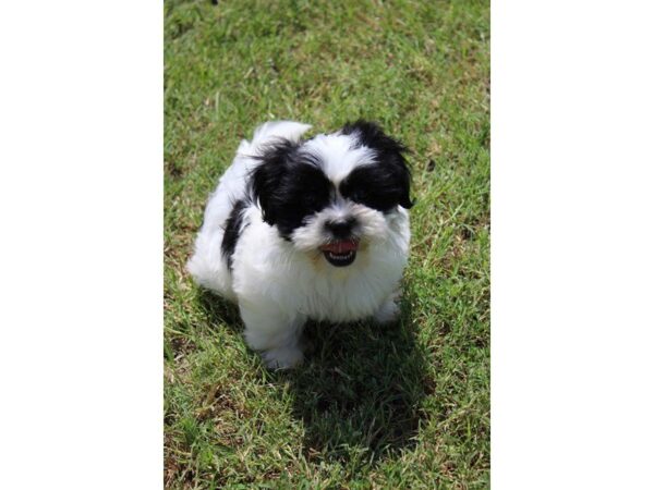 Shih Tzu DOG Male Black / White 5056 Petland Montgomery, Alabama