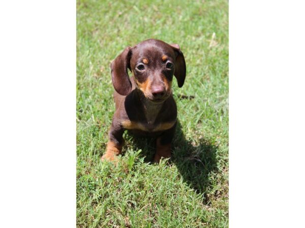 Dachshund DOG Male Chocolate / Tan 5054 Petland Montgomery, Alabama