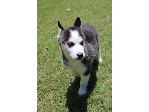 Siberian Husky DOG Male Black / White 5058 Petland Montgomery, Alabama