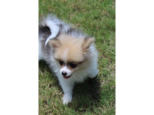 Pomeranian DOG Male Orange Sable 5060 Petland Montgomery, Alabama