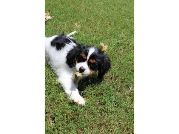 Cavalier King Charles DOG Male BLK & WH:TN MKGS 5065 Petland Montgomery, Alabama