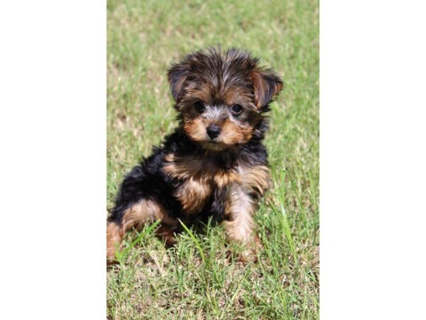 Yorkshire Terrier DOG Female BLK & TN 5062 Petland Montgomery, Alabama