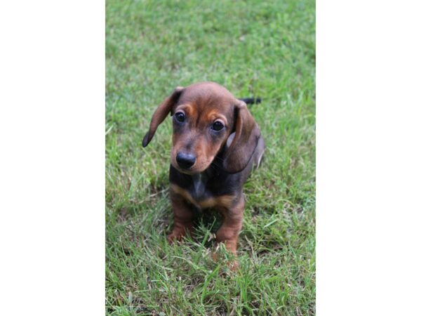 Dachshund DOG Male WLDBR 5064 Petland Montgomery, Alabama