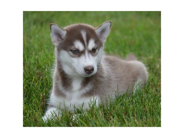 Siberian Husky-DOG-Female-Red / White-5066-Petland Montgomery, Alabama
