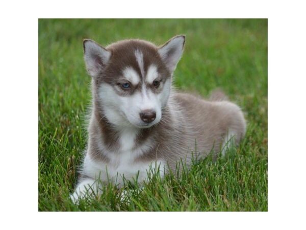 Siberian Husky DOG Female Red / White 5066 Petland Montgomery, Alabama