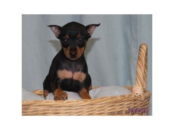 Miniature Pinscher DOG Male Black / Tan 5067 Petland Montgomery, Alabama