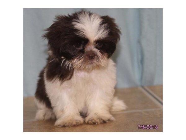 Shih Tzu DOG Female Chocolate / White 5068 Petland Montgomery, Alabama