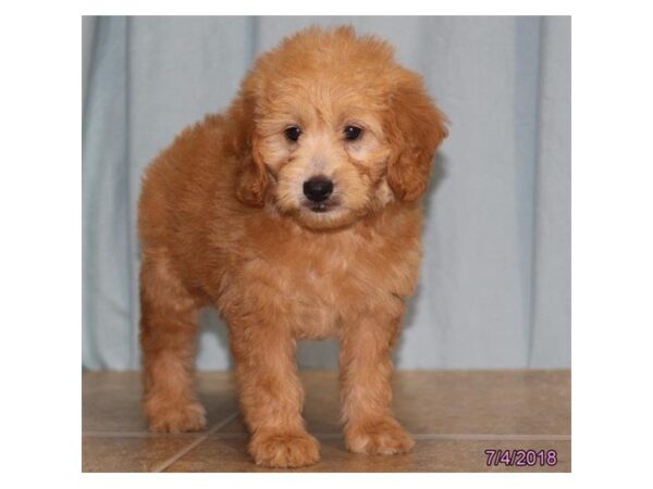 Goldendoodle Mini DOG Female Golden 5069 Petland Montgomery, Alabama