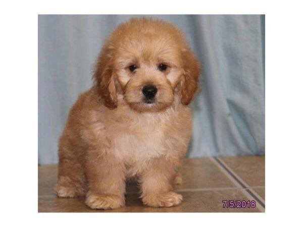 Goldendoodle Mini DOG Male Golden 5070 Petland Montgomery, Alabama