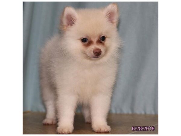 Pomeranian-DOG-Male-White / Cream-5071-Petland Montgomery, Alabama