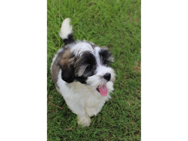 Havanese DOG Male Brindle / White 5061 Petland Montgomery, Alabama