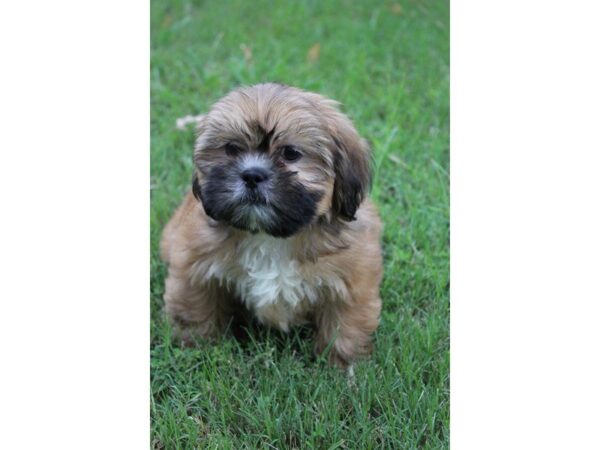 Lhasa Apso DOG Female red w/ black mask 5075 Petland Montgomery, Alabama