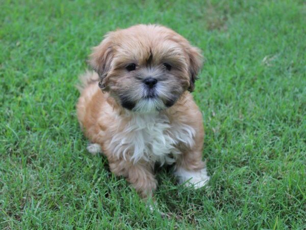 Lhasa Apso DOG Female red w/ black mask 5077 Petland Montgomery, Alabama