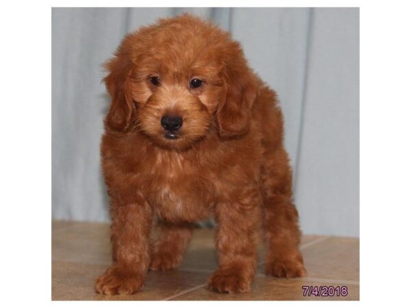 Goldendoodle Mini DOG Male Golden 5078 Petland Montgomery, Alabama