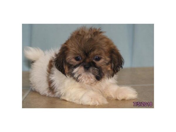 Shih Tzu DOG Female Red Sable 5080 Petland Montgomery, Alabama