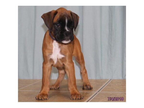 Boxer DOG Male Fawn 5081 Petland Montgomery, Alabama