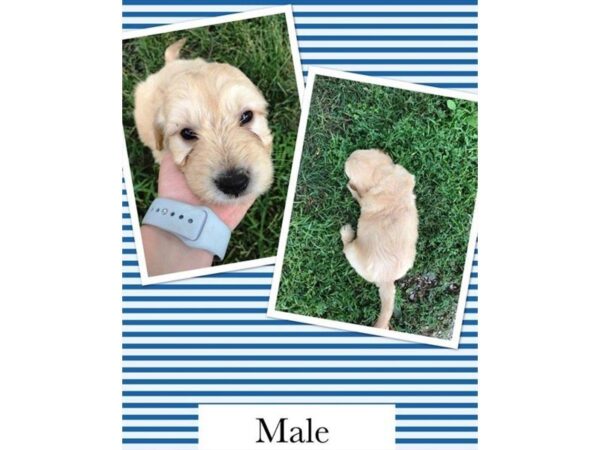 Goldendoodle Mini DOG Male Golden 5083 Petland Montgomery, Alabama