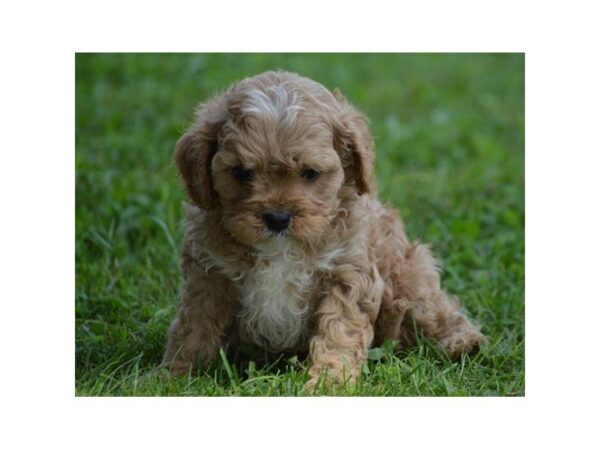 Miniature Poodle/Cavalier King Charles Spaniel-DOG-Male-Apricot-5085-Petland Montgomery, Alabama