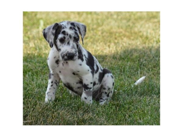 Great Dane DOG Female Merlequin 5086 Petland Montgomery, Alabama