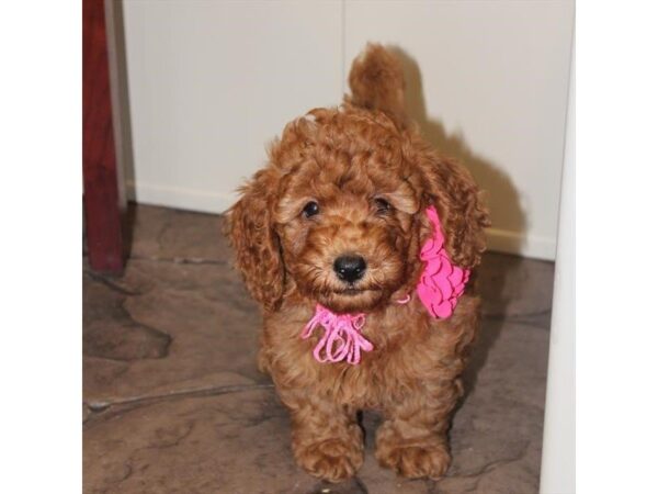 Goldendoodle Mini 2nd Gen-DOG-Female-Dark Golden-5087-Petland Montgomery, Alabama