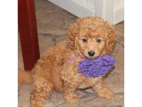 Goldendoodle Mini 2nd Gen-DOG-Female-Golden-5088-Petland Montgomery, Alabama
