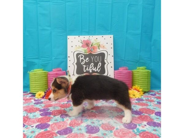 Pembroke Welsh Corgi-DOG-Male-Black / Tan-5089-Petland Montgomery, Alabama