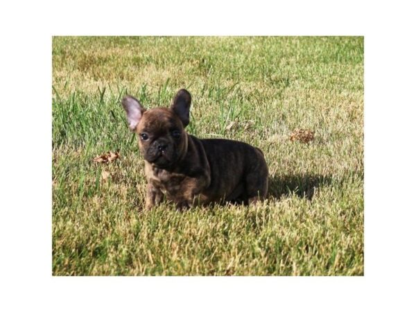 French Bulldog-DOG-Male-Reverse Brindle-5090-Petland Montgomery, Alabama