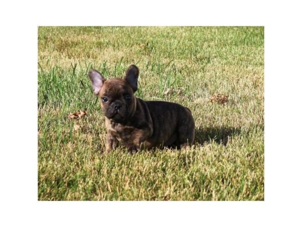 French Bulldog DOG Male Reverse Brindle 5090 Petland Montgomery, Alabama