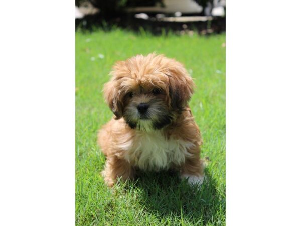 Lhasa Apso DOG Male red w/ black mask 5076 Petland Montgomery, Alabama