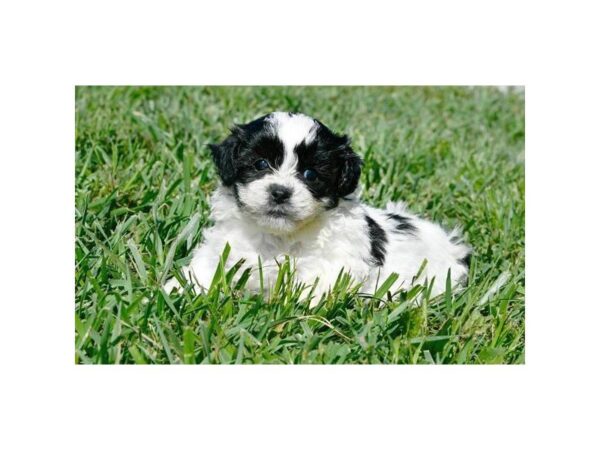 Shih Tzu/Bichon-DOG-Male-White / Black-5095-Petland Montgomery, Alabama