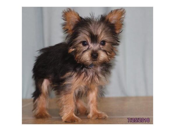 Yorkshire Terrier-DOG-Male-Black / Tan-5097-Petland Montgomery, Alabama