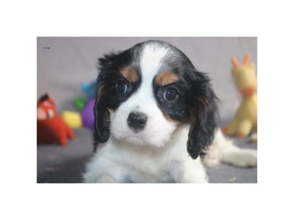 Cavalier King Charles Spaniel-DOG-Male-blk tn & wh-5091-Petland Montgomery, Alabama