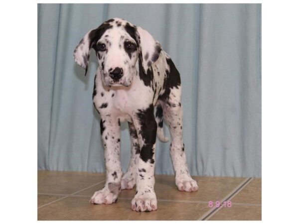 Great Dane DOG Male Blue Merle 5103 Petland Montgomery, Alabama