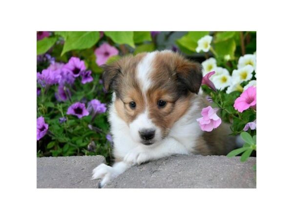 Shetland Sheepdog-DOG-Female-Sable / White-5104-Petland Montgomery, Alabama